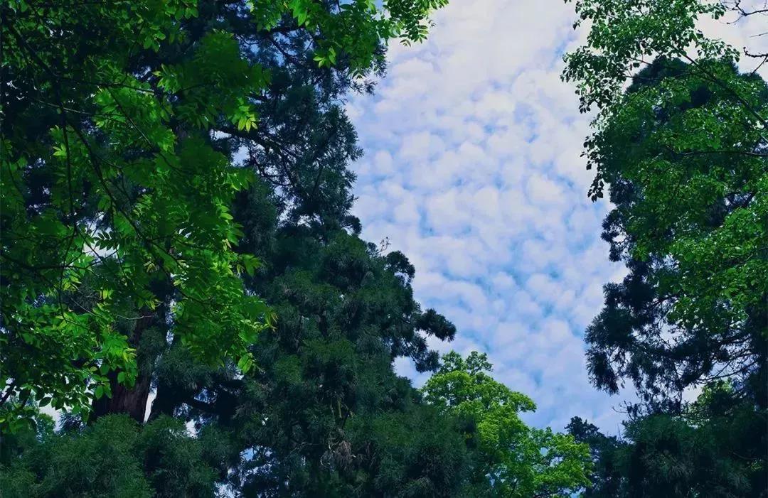 植樹節(jié)|守護綠色家園的秘密武器！