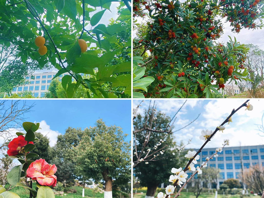 植樹節(jié)|守護綠色家園的秘密武器！