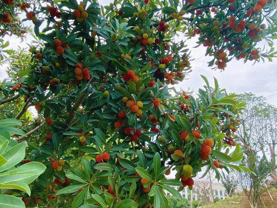 風景這邊獨好!東大環(huán)境美景一覽,請查收