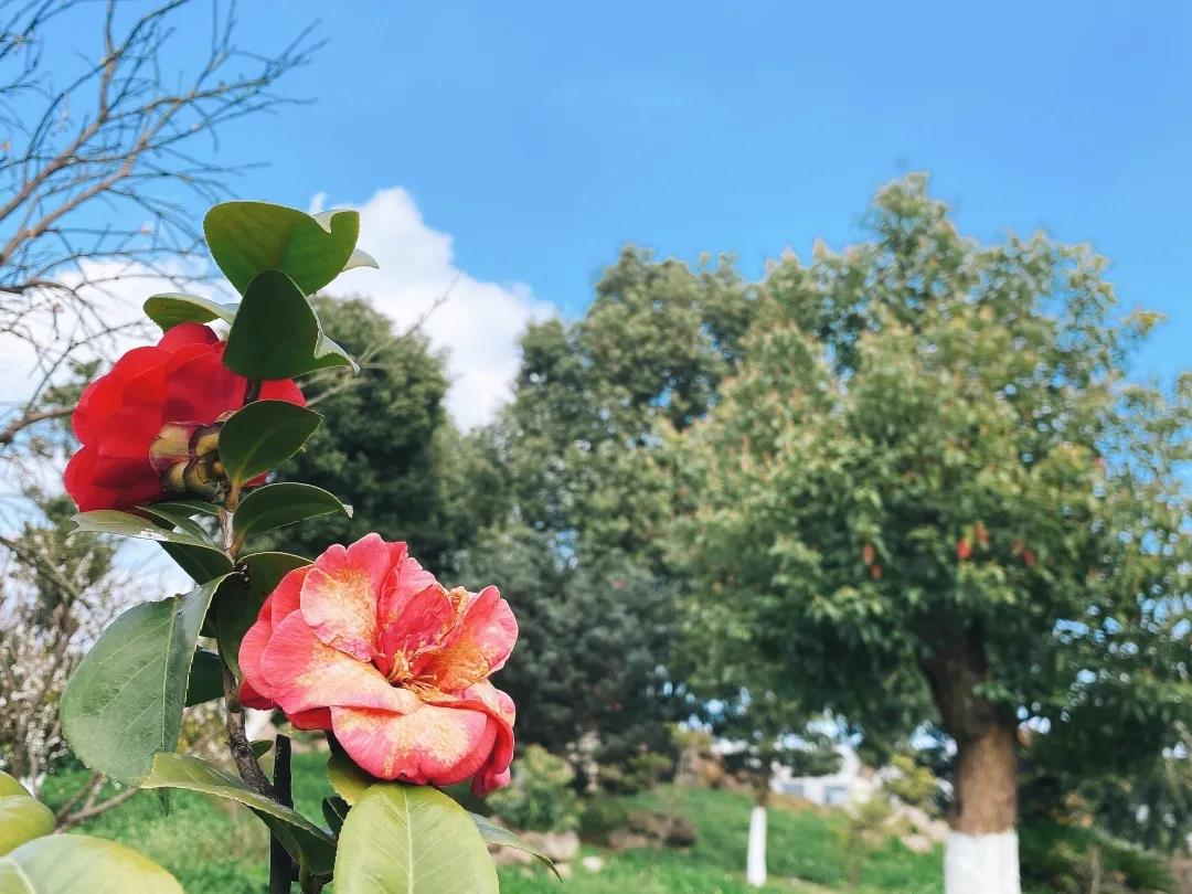 風景這邊獨好!東大環(huán)境美景一覽,請查收