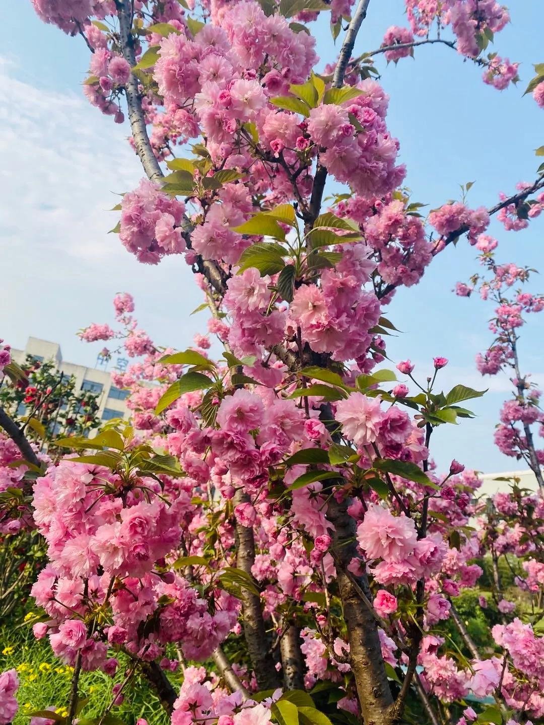 風景這邊獨好!東大環(huán)境美景一覽,請查收